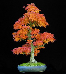 افرا پالماتوم شیشیگاشیرا (بونسای)